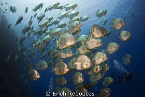 Schooling Batfish and divers by Erich Reboucas 
